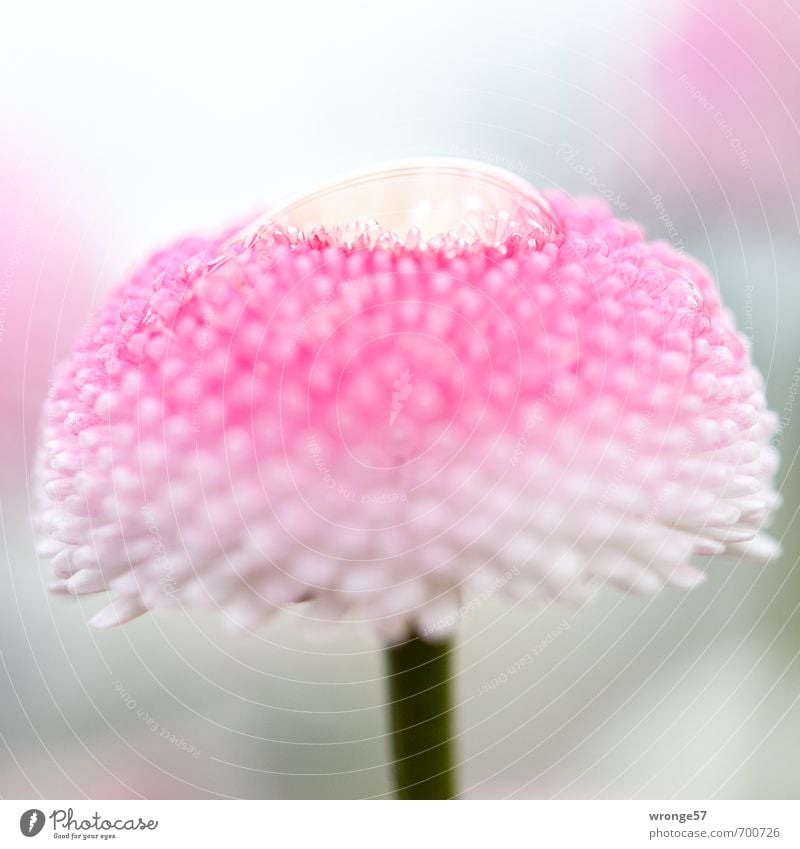 dew drops Plant Spring Flower Blossom Esthetic Pink White Flowering plant Daisy Macro (Extreme close-up) Drop Drops of water Dew Detail Colour photo
