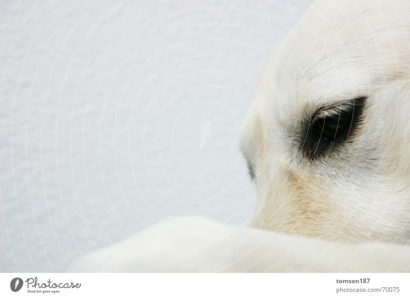 humans in animals 2 Animal Dog White Moody Think Humanity retriever Looking