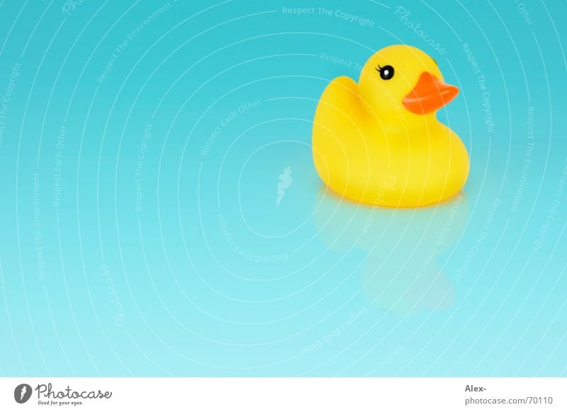 Duck ass on the ground Rubber Yellow Turquoise Small Blue Bright Water Float in the water Swimming & Bathing Squeak duck Bright background Isolated Image