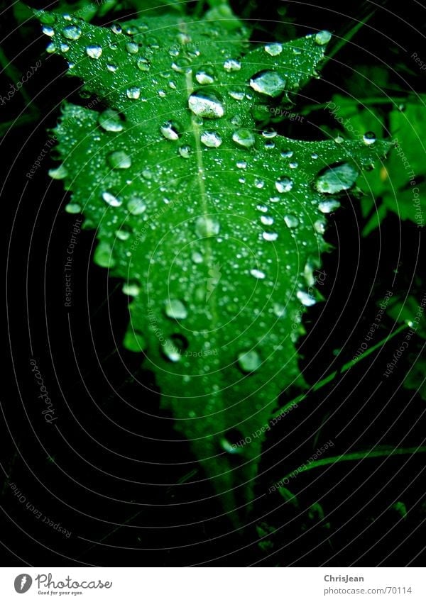 drops Drops of water Leaf Green Dream Wet Nature Wellness Relaxation Calm Virgin forest beads Water Beautiful drip sheet sheets wetness