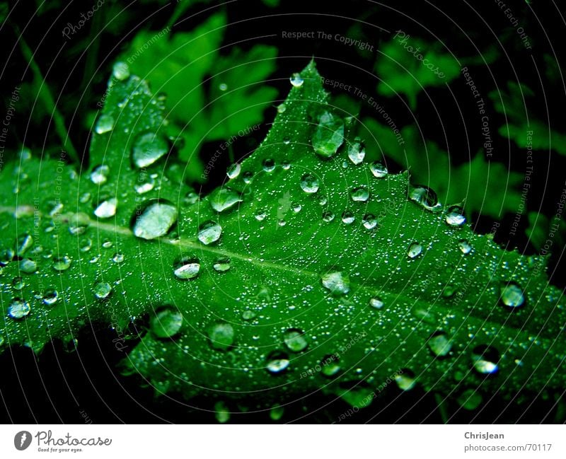 untitled Beautiful Calm Nature Water Drops of water Leaf Wet Green Multicoloured Light Damp Hydrophobic Leaf green Photosynthesis Dew Partially visible