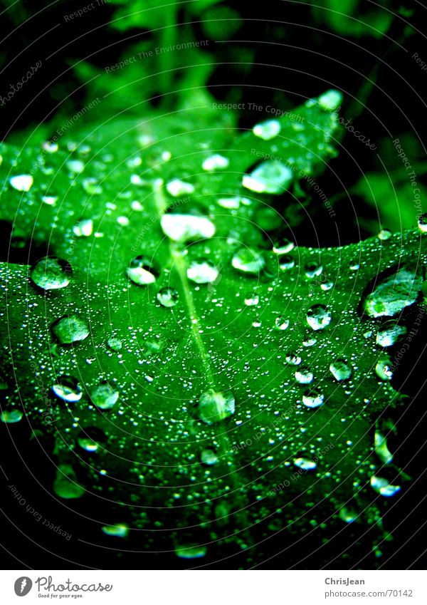 untitled Beautiful Calm Nature Water Drops of water Leaf Wet Green Multicoloured Light Macro (Extreme close-up) Detail Partially visible Section of image Damp