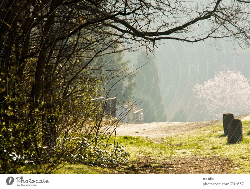 spring light Nature Landscape Sun Spring Summer Beautiful weather Fog Bushes Forest Outskirts Deserted Stone Wood Warmth Yellow Green Spring fever