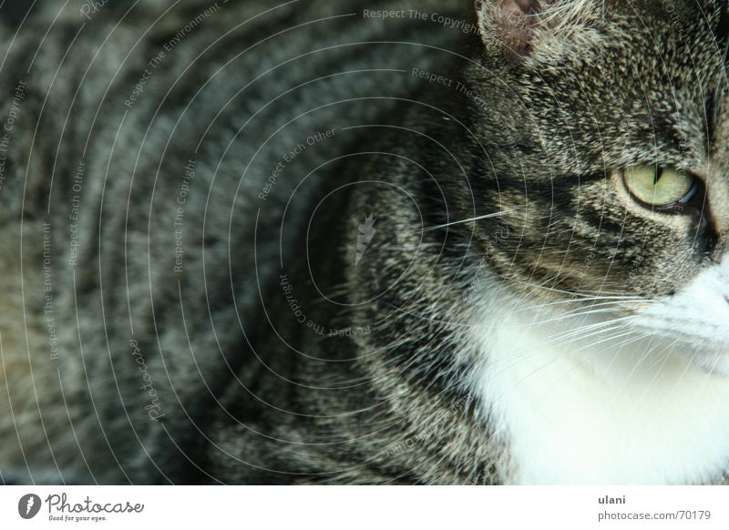 a lot of cats Cat Gray Striped Earnest Animal Pet Eyes Pelt