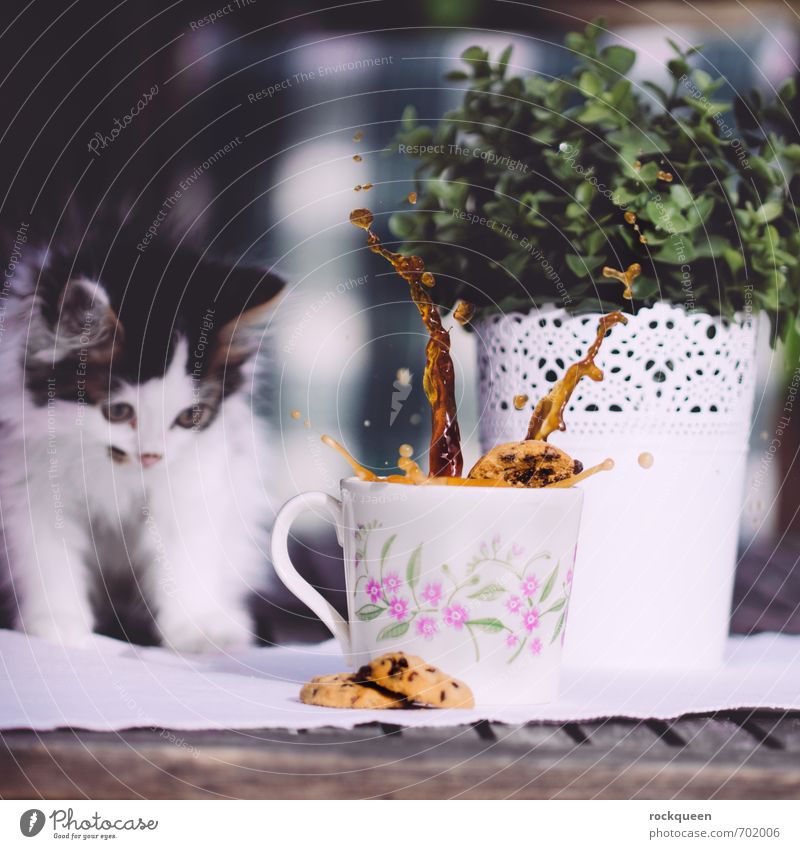 I wasn't! Dough Baked goods Breakfast To have a coffee Beverage Cup Mug Spring Summer Plant Bushes Foliage plant Garden Animal Pet Cat Pelt Paw 1 Baby animal