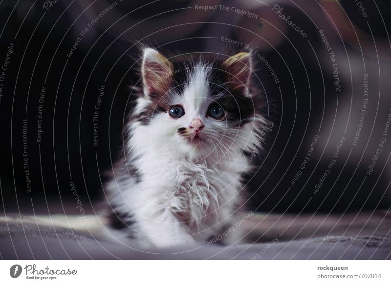 What are you staring at? Contentment Animal Pet Cat 1 Baby animal Looking Sit Dream Esthetic Brash Cute Colour photo Subdued colour Interior shot Close-up