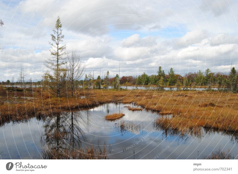 bog Environment Nature Landscape Plant Elements Earth Water Sky Clouds Autumn Winter Bad weather Rain Tree Bushes Moss Bog Marsh Pond Lake Transience Canada