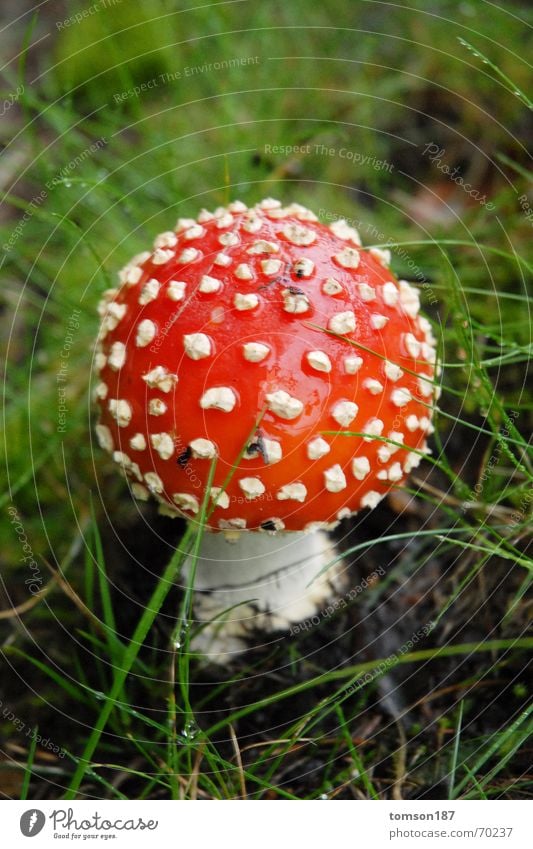 nicely poisonous Amanita mushroom Collection Plant Poison Meal Mushroom Nature