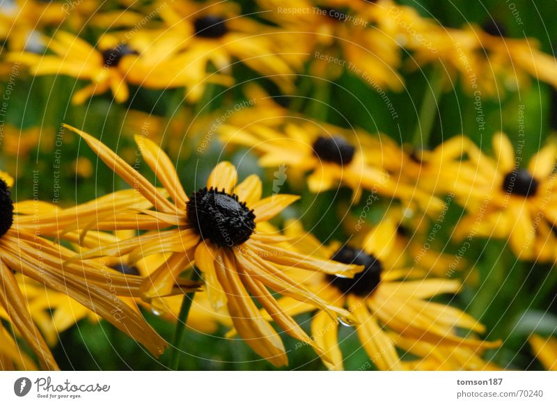more flowery Flower Yellow Meadow Rain Honey Nectar