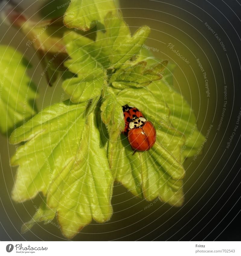 active family planning Nature Animal Leaf Wild animal Beetle Ladybird 2 Love Sex Green Red Together Love of animals Lust Sexuality Propagation