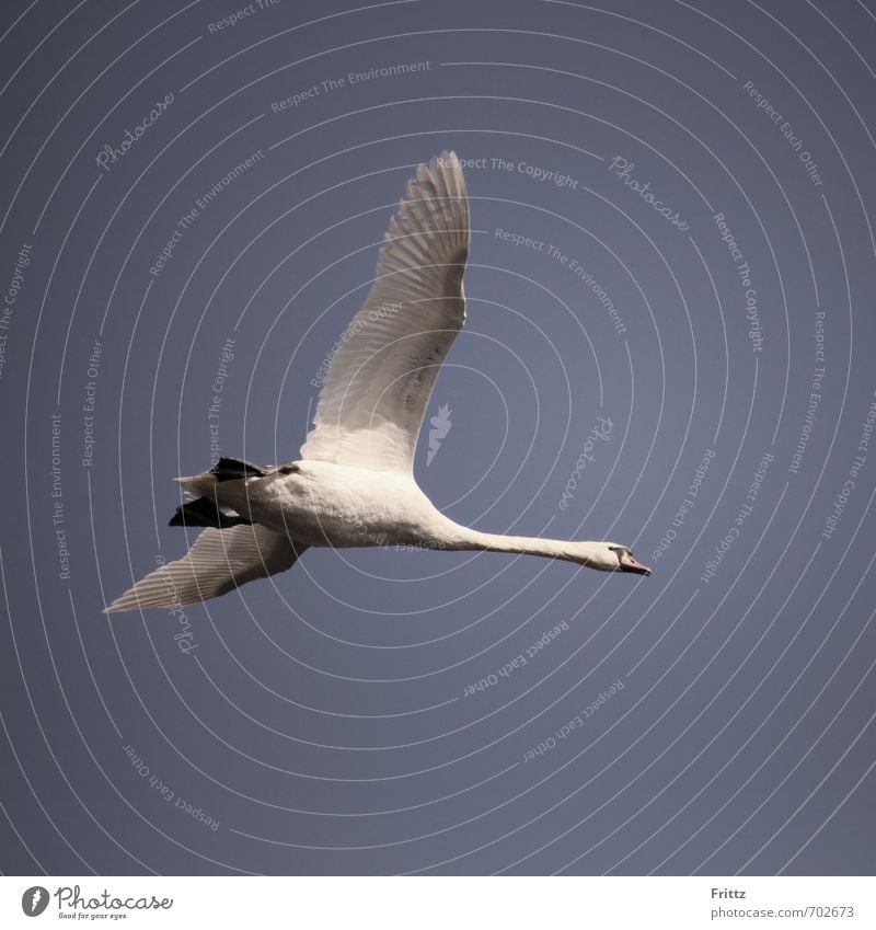 aviator Nature Animal Air Sky Wild animal Bird Swan Wing 1 Flying Above Violet White Mute swan Floating Colour photo Exterior shot Copy Space bottom Day