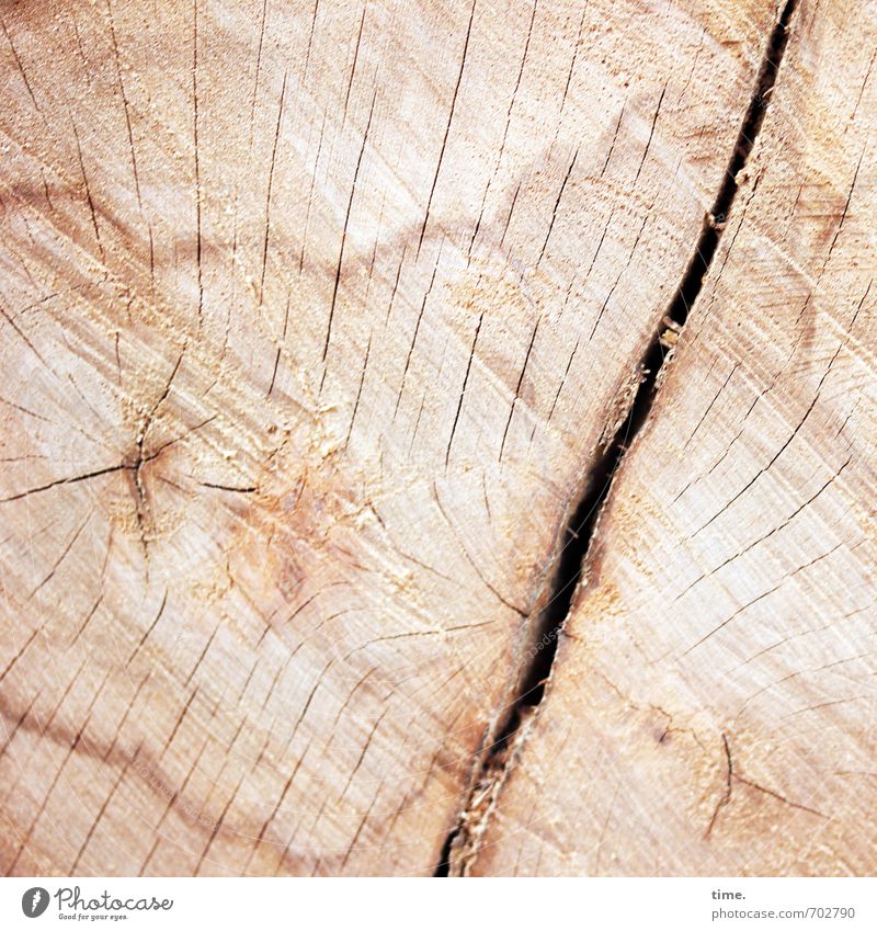 cut Environment Nature Tree Tree trunk Death of a tree felling wood Wood grain Furrow Crack & Rip & Tear Annual ring Beech tree Old Authentic Firm Natural Pain