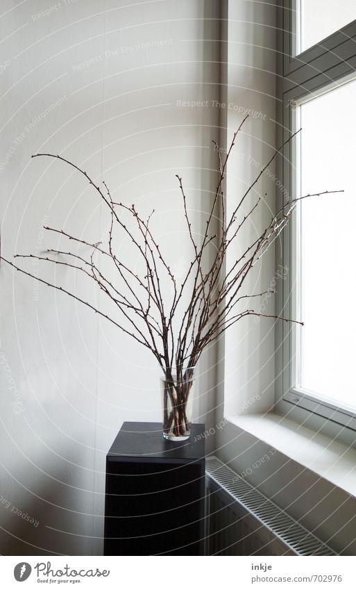 Something's missing. Lifestyle Style Living or residing Flat (apartment) Decoration Room Spring Twig Twigs and branches Deserted Window Vase Flower vase Wood