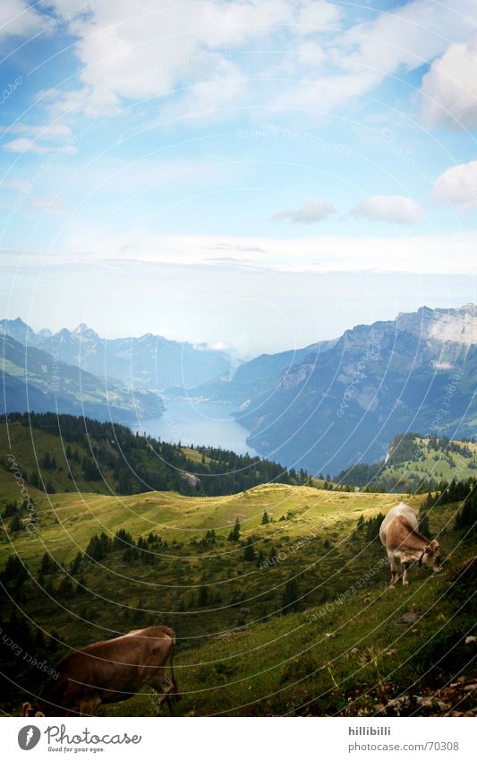 nightmare Cow Lake Switzerland Walensee Clouds Meadow Alpine pasture Mountain Pasture Sky