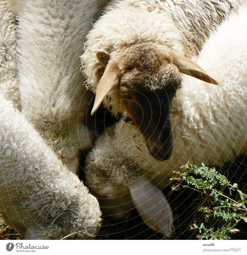 Let me get to it... Sheep Flock To feed Unfair Sweet Cute Peace Soft Pelt Grief Summer Mammal white sheep feeding time Exclude one against all Appetite Smooth