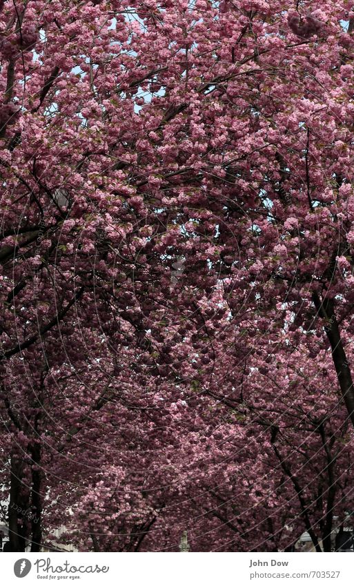 cherry blossom roofs Spring Tree Old town Street Lanes & trails Growth Pink Spring fever Life Hope Idyll Senses Transience Change Attachment Cherry blossom