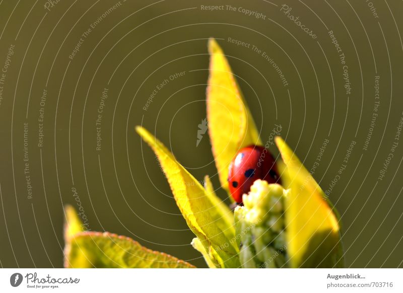 ...hidden... Ladybird 1 Animal Glittering Green Red Spring fever Fatigue Calm Contentment Macro (Extreme close-up) Sunlight