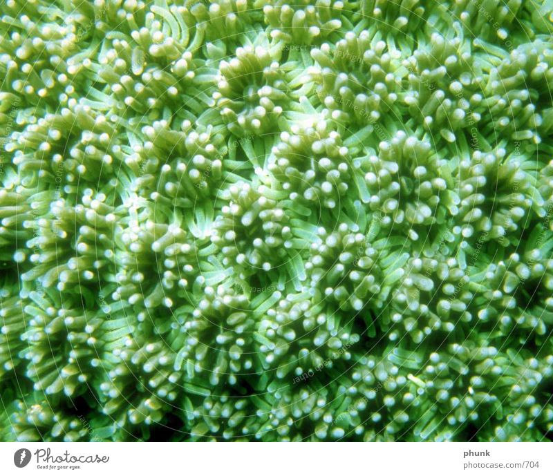 aquarium Seaweed Natural growth Green auqarium