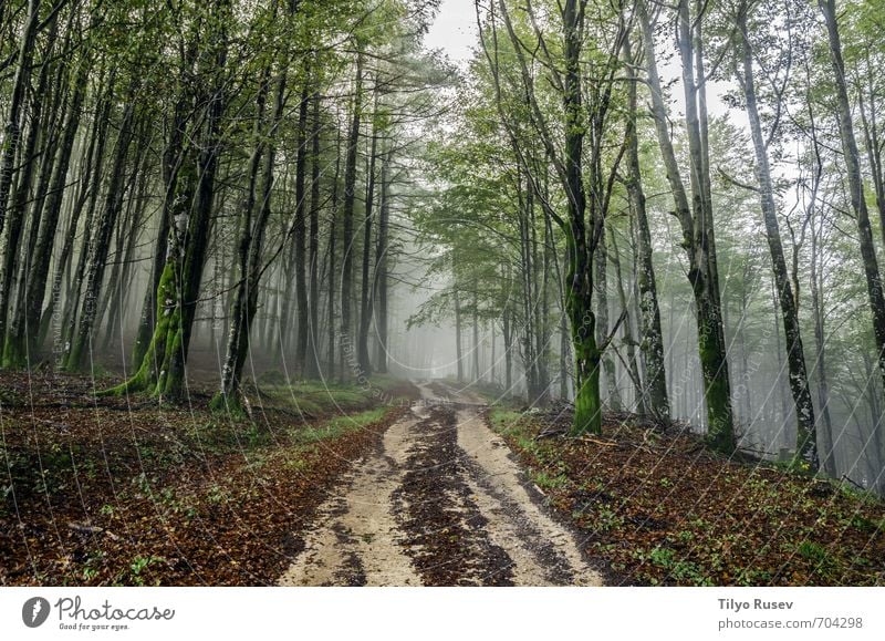 Road through the fogy forest Beautiful Sun Mountain Nature Tree Forest Places Street Lanes & trails Natural Brown Green Colour Peace wood inside Spain Europe