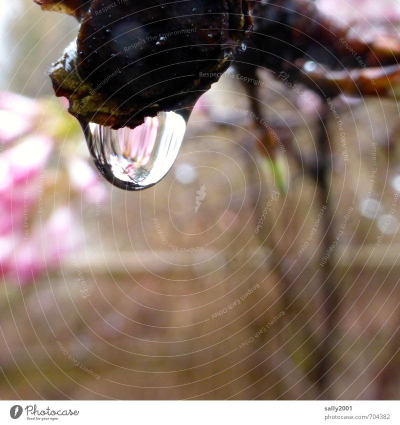 clear spring drop Drops of water Spring Rain Tree Garden Esthetic Fluid Glittering Cold Wet Round Pink Serene Nature Pure Transience Reflection Branch Twig Dew