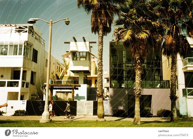 venice beach California Los Angeles Palm tree Beach USA Modern Architecture