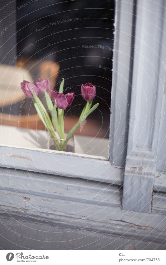 tulips Living or residing Flat (apartment) Decoration Room Beautiful weather Flower Tulip House (Residential Structure) Window Blossoming Old Window pane