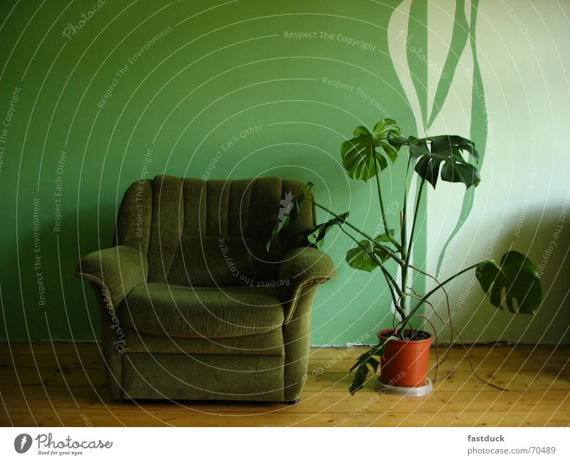 looking for green? Cloth Plant Flowerpot Wall (building) Parquet floor Empty Green Chair