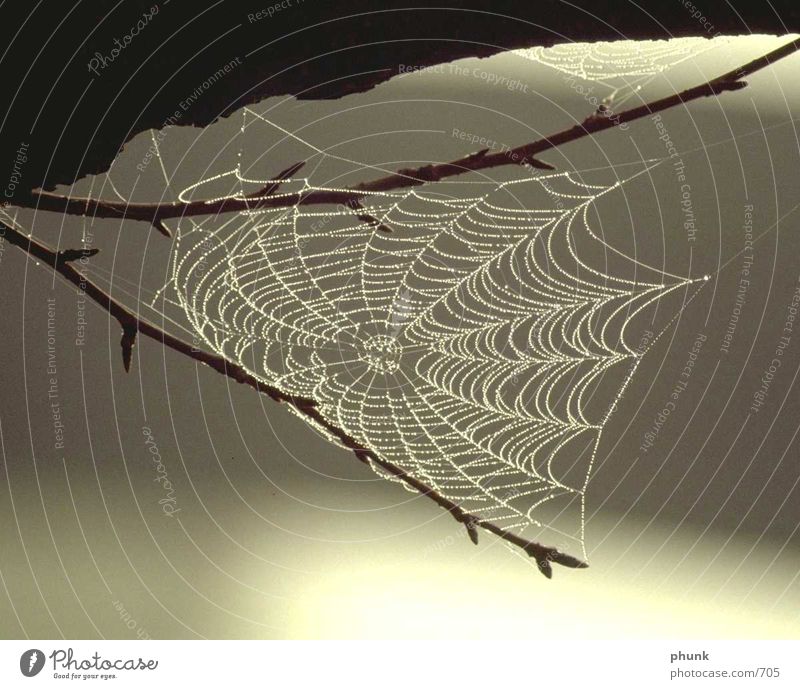 Spider's web complete Blur Back-light Caution Dangerous Perfect Dew Transport Concentrate filigree Net Rain Water