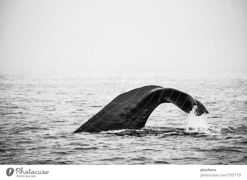 moby thick Nature Ocean Animal 1 Dive Exceptional Gigantic Adventure Freedom Whale Fin New Zealand Black & white photo Exterior shot Copy Space top Dawn