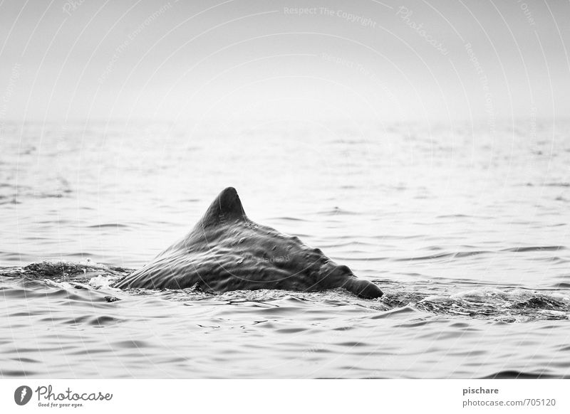 Moby Dick aka Nessy Nature Ocean Animal 1 Dive Exceptional Exotic Adventure Whale New Zealand Black & white photo Exterior shot Dawn Shallow depth of field