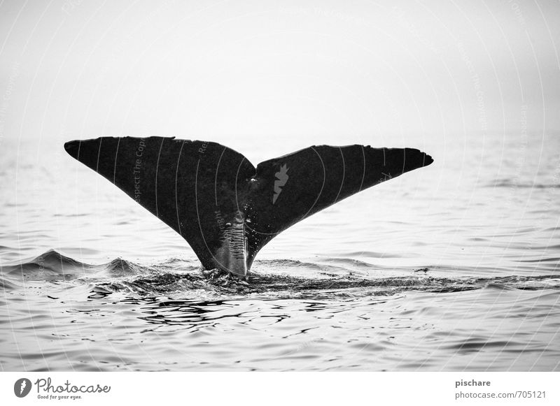 Moby Dick aka Black Beauty Nature Ocean Animal 1 Dive Exceptional Gigantic Adventure Whale Fin New Zealand Black & white photo Exterior shot Dawn