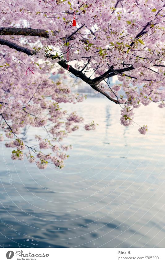 Spring in Hamburg II Tree Blossom Lake Blossoming Faded Spring fever Cherry blossom tassel Decoration Christmas tree decorations Idyll Colour photo