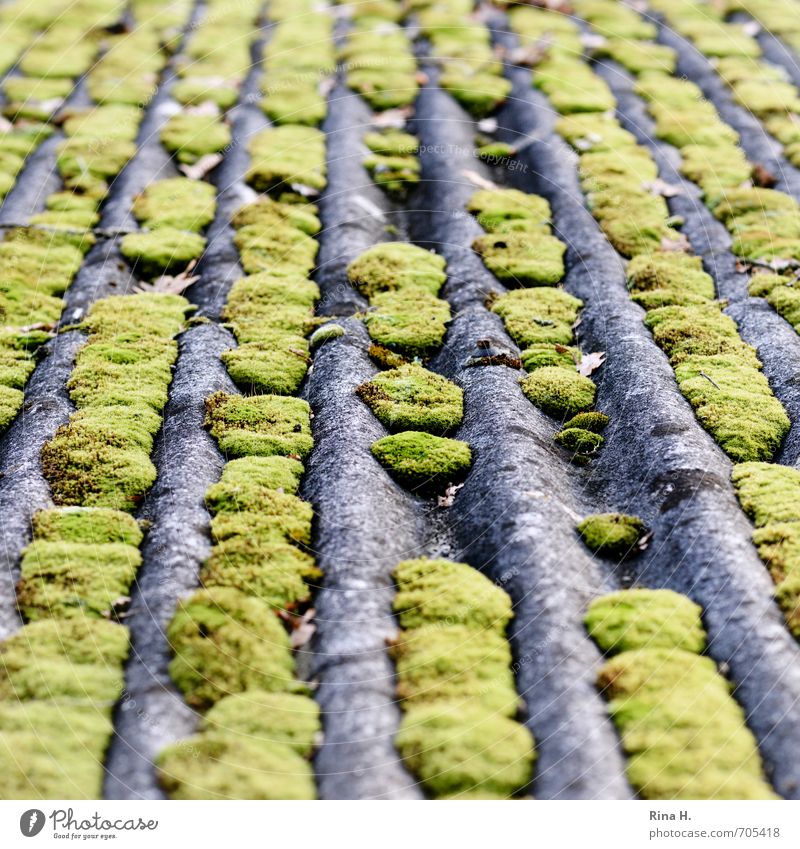 moss Moss Roof Growth Corrugated sheet iron Line Pattern Square Gap Colour photo Exterior shot Deserted Blur