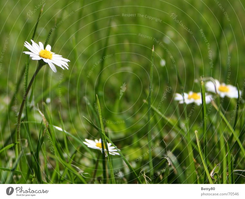 high up Daisy Flower Meadow Green Yellow White Summer Spring Nature Blossoming