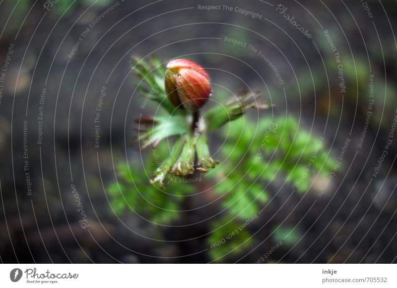 herald of spring Nature Spring Flower Blossom Spring flower Garden Blossoming Natural Beautiful Brown Green Red Beginning Closed Colour photo Exterior shot