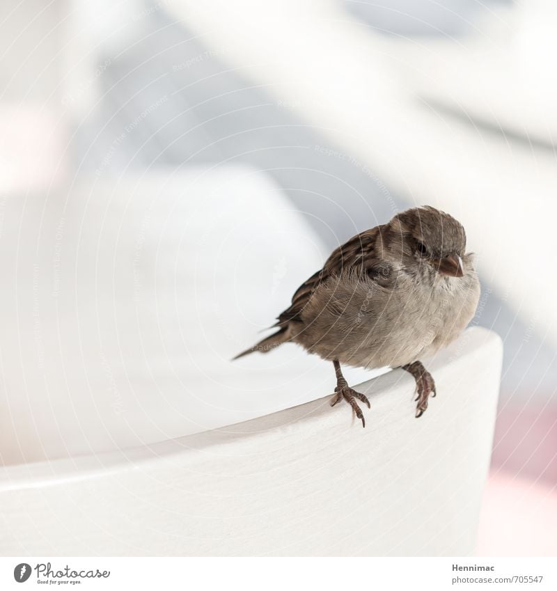 Bread crumb maintenance. Nature Animal Wild animal Bird 1 Crouch Wait Cuddly Small Natural Cute Round Soft Brown Gray Contentment Love of animals Loneliness