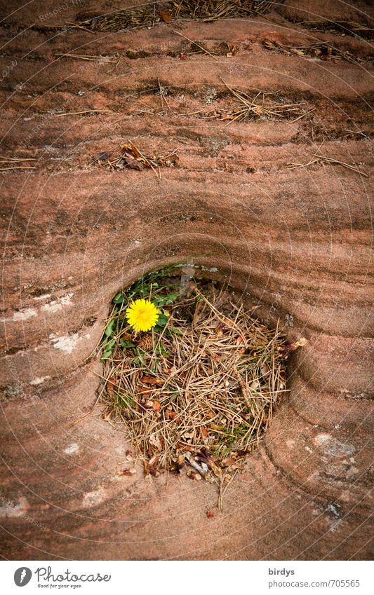 a home Nature Spring Blossom Wild plant Dandelion Rock Sandstone Blossoming Esthetic Exceptional Friendliness Small Positive Yellow Red Joie de vivre (Vitality)