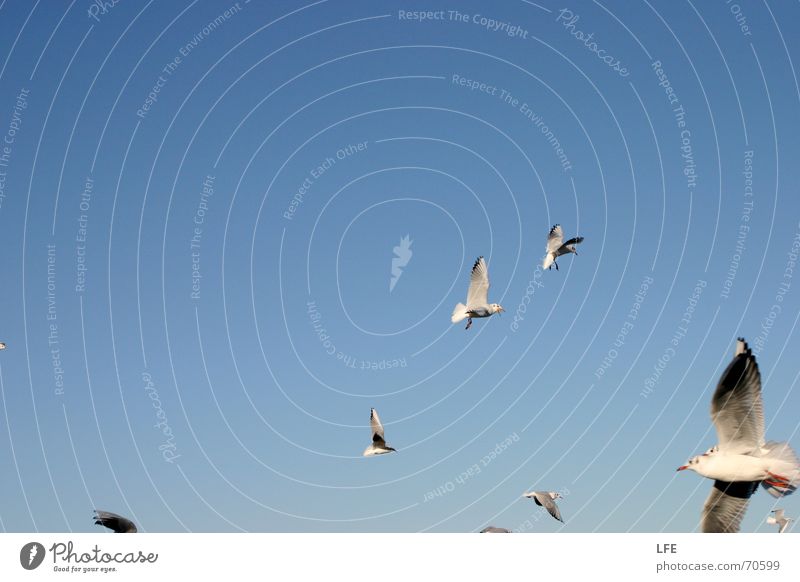 seagull fun on rebuke Seagull Bird Blue Sky Freedom Flock Beautiful weather text space Flying