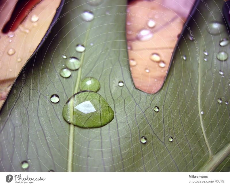 leaves Leaf Drops of water Tears Water Drinking water Dew Rain Plant Macro (Extreme close-up) Rachis Vessel Wet Damp Green Brown Limp Light Reflection Close-up