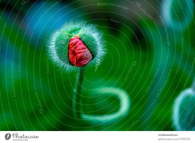 Something's coming at me! Nature Plant Spring Flower Blossom Blossoming Rotate Fragrance Growth Wait Fantastic Curiosity Beautiful Green Red Happy