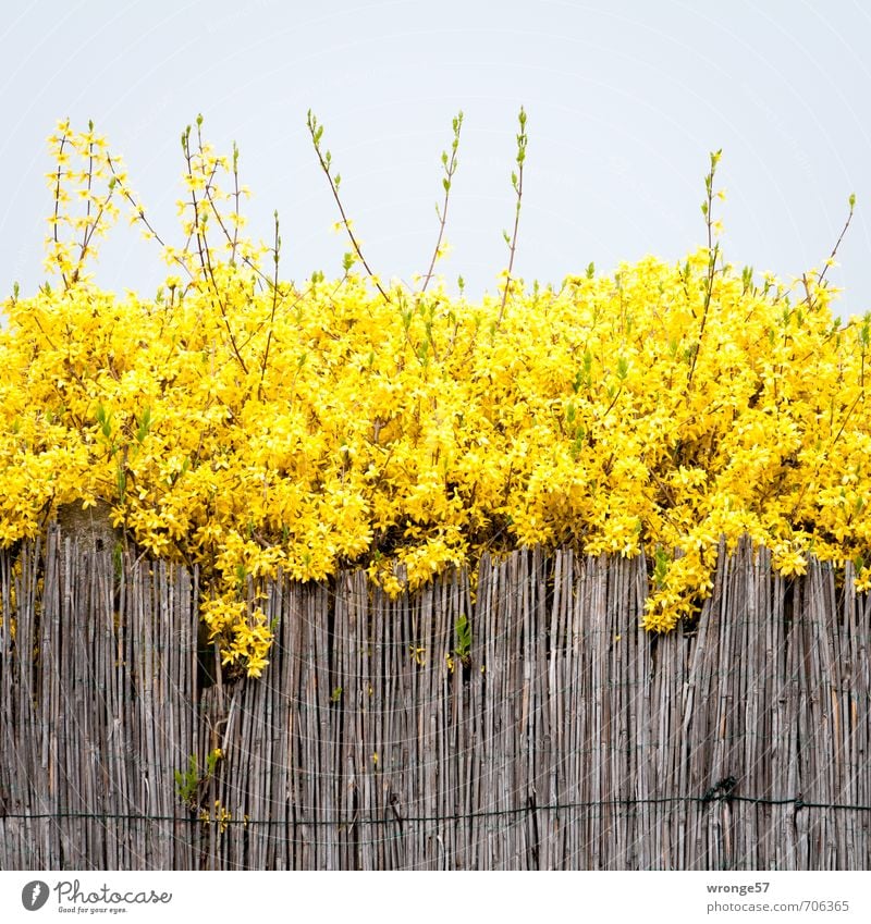 It's springtime Plant Sky Cloudless sky Spring Bushes Blossom Forsythia Forsythia blossom Garden Brown Yellow Golden yellow gold bell Fence Common Reed