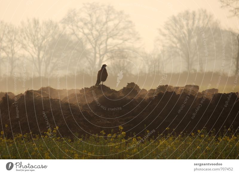Pheasant in the morning Environment Nature Landscape Plant Animal Spring Tree Blossom Canola field Field Village Wild animal Bird Pheasant family 1 Observe