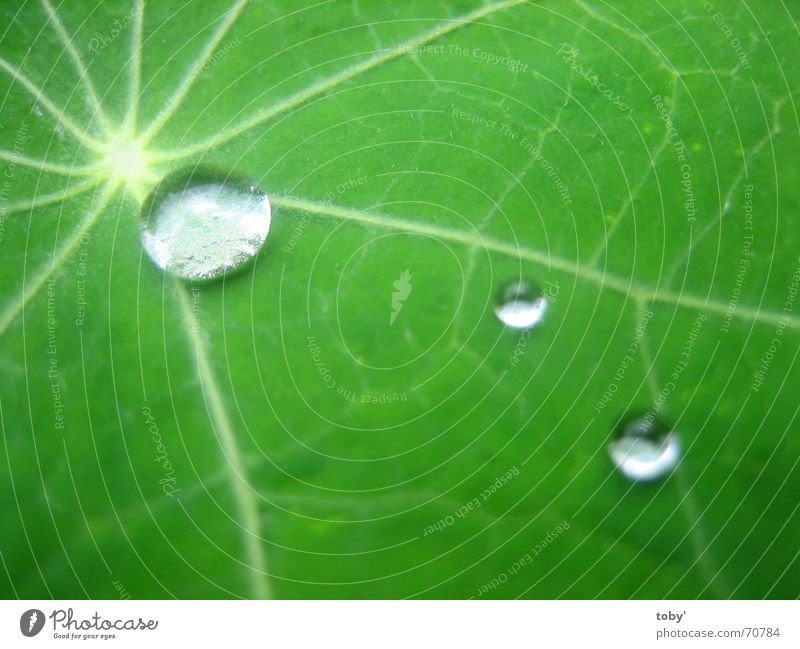 morning dew Leaf Vessel Morning Light Plant Drops of water Water Rope
