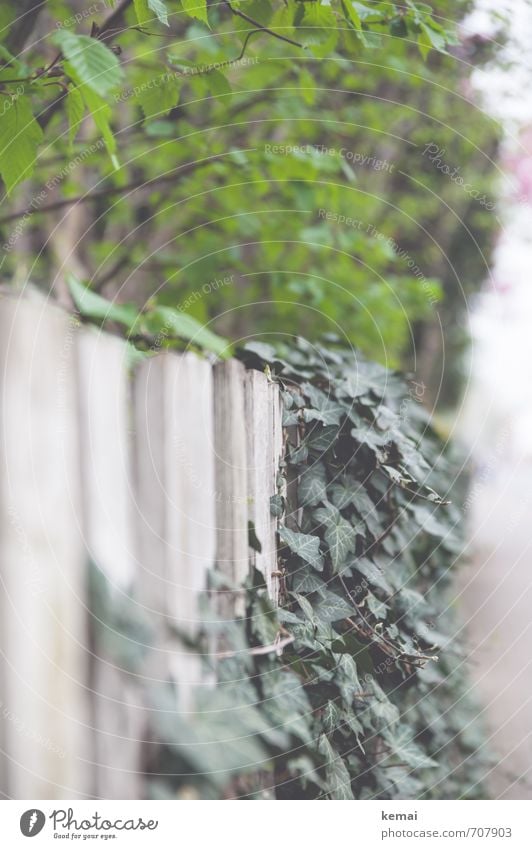green tones Environment Nature Plant Tree Bushes Ivy Leaf Foliage plant Hang Growth Fresh Green White Fence Garden fence Colour photo Subdued colour