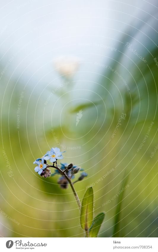 FORGET-ME-NOT Environment Nature Plant Spring Blossom Forget-me-not Garden Meadow Blossoming Growth Copy Space top Shallow depth of field