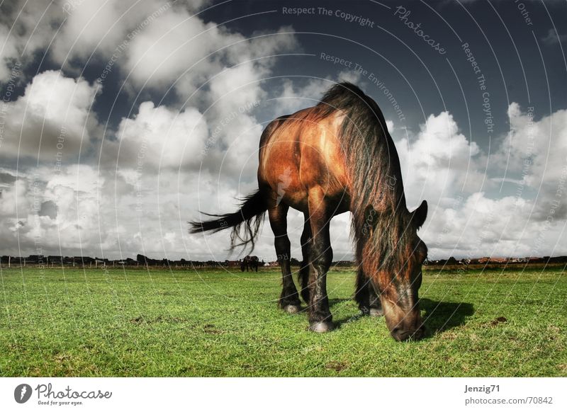 Lawn mower. Lawnmower Horse Friesland district Animal Meadow Pasture Clouds Pet Sky