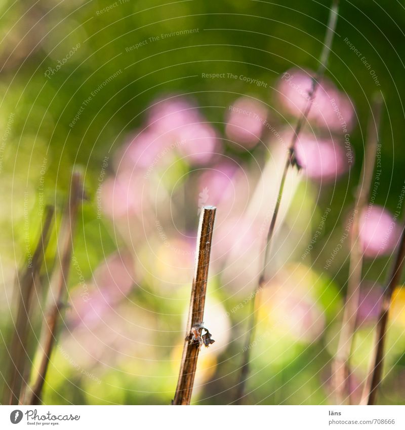 floral picture Flower Nature Garden Branch Shallow depth of field Blur Blossoming Green Pink