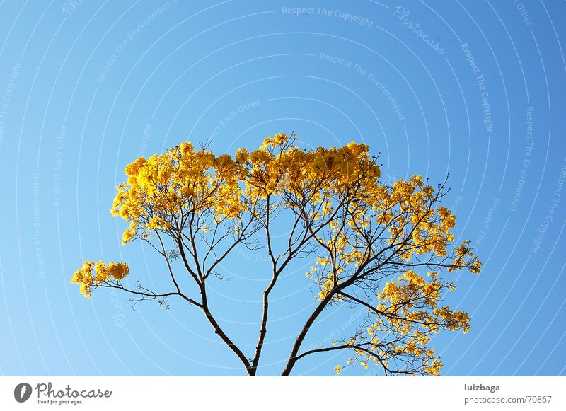 Ipe amarelo Yellow Nature Blue sky Brazil tree leaf calm countryside