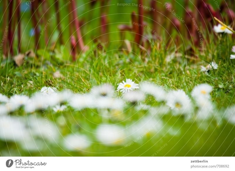 Daisies in front, peonies in the back Garden Environment Nature Landscape Spring Climate Weather Beautiful weather Plant Tree Flower Grass Blossom Park Meadow