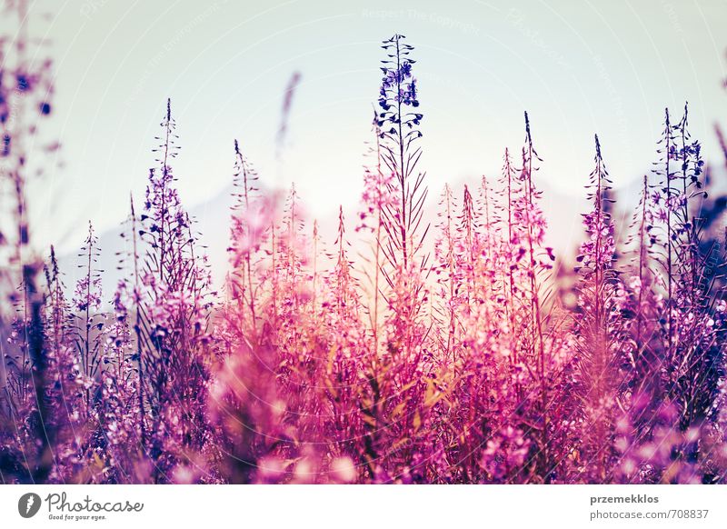 Flowers at sunset Summer Environment Nature Plant Spring Blossom Wild plant Meadow Natural Blue Violet Pink botanical Floral Horizontal Purple weed Colour photo